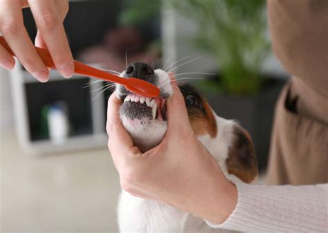  Daily tooth brushing, plus cleanings at the vet as needed, is ideal